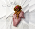 Puppy Juliet Poodle (Standard)