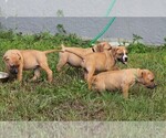 Small Photo #29 American Pit Bull Terrier Puppy For Sale in NAPLES, FL, USA