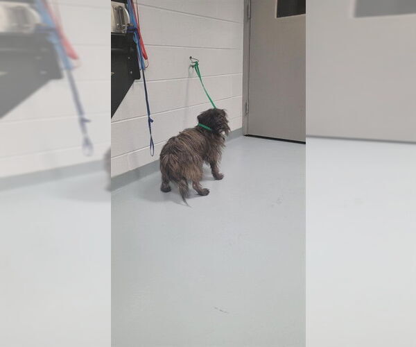 Medium Photo #1 Mutt Puppy For Sale in St. Cloud, FL, USA