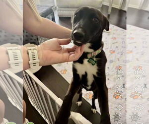 Mutt Dogs for adoption in Houston, TX, USA