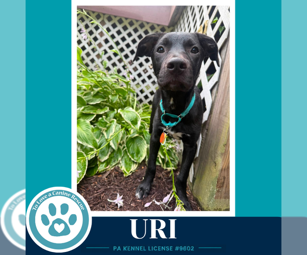 Medium Photo #9 Labrador Retriever-Unknown Mix Puppy For Sale in Kimberton, PA, USA