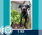 Small #8 Labrador Retriever Mix