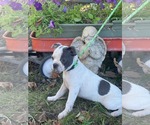 Small #2 Boston Terrier