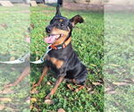 Small #3 Miniature Pinscher