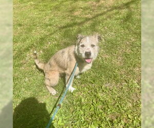 Mutt Dogs for adoption in Sparta, TN, USA