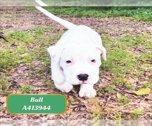 Medium Photo #1 American Pit Bull Terrier-Unknown Mix Puppy For Sale in Conroe, TX, USA