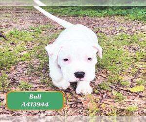 American Pit Bull Terrier-Unknown Mix Dogs for adoption in Conroe, TX, USA