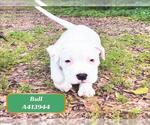 Small American Pit Bull Terrier Mix