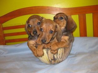 Dachshund Puppy for sale in BROOKLYN, NY, USA