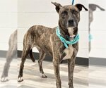 Small #1 Dutch Shepherd  Mix