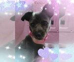 Small #4 Mutt