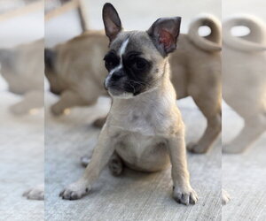 Ella - Female Pug-Unknown Mix Dog for Adoption - Photo #3