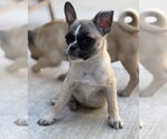 Small Photo #3 Pug-Unknown Mix Puppy For Sale in Corona, CA, USA