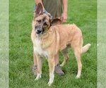 Small Photo #4 Anatolian Shepherd-German Shepherd Dog Mix Puppy For Sale in Huntley, IL, USA