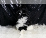 Small Photo #68 Cavapoo Puppy For Sale in WARSAW, IN, USA