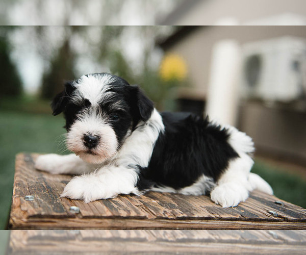 Medium Photo #1 Havanese Puppy For Sale in YANKTON, SD, USA