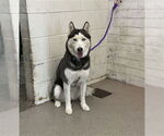 Small Siberian Husky