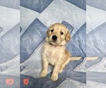 Small Photo #10 Goldendoodle Puppy For Sale in MC LEANSVILLE, NC, USA