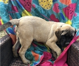 Mastiff Puppy for Sale in BRANTLEY, Alabama USA