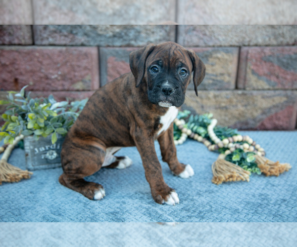 Medium Photo #3 Boxer Puppy For Sale in MIDDLEBURY, IN, USA