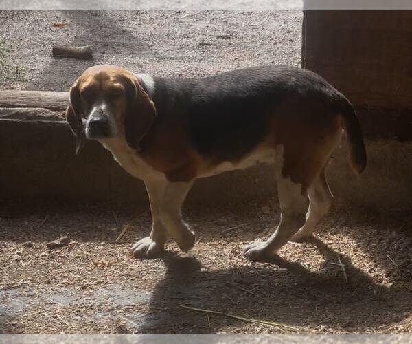 Medium Photo #3 Beagle Puppy For Sale in Mouth Of Wilson, VA, USA