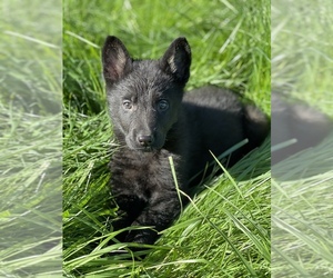 German Shepherd Dog Puppy for sale in JEFFERSON, OR, USA