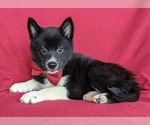 Small Photo #5 Pomsky Puppy For Sale in EPHRATA, PA, USA