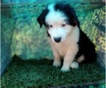 Small Photo #14 Australian Shepherd Puppy For Sale in SYLVA, NC, USA