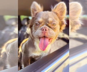 French Bulldog Puppy for sale in SCOTTSDALE, AZ, USA