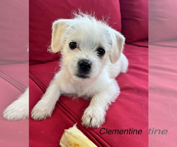 Medium Photo #1 Mutt Puppy For Sale in Bellevue, WA, USA