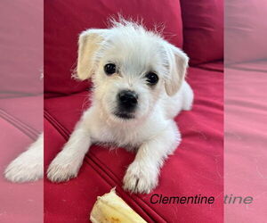 Mutt Dogs for adoption in Bellevue, WA, USA