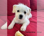 Small Mutt