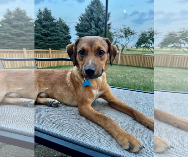 Medium Photo #5 Labrador Retriever-Unknown Mix Puppy For Sale in Plainfield, IL, USA