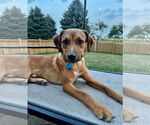 Small Photo #5 Labrador Retriever-Unknown Mix Puppy For Sale in Plainfield, IL, USA