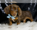 Small #1 Dachshund