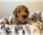 Puppy Chai Goldendoodle (Miniature)