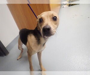 Mutt Dogs for adoption in St. Cloud, FL, USA