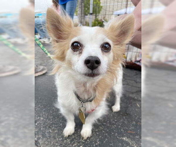 Medium Photo #3 Chihuahua-Unknown Mix Puppy For Sale in Ventura, CA, USA