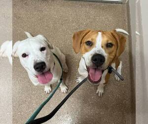 Bill - Male Mutt Dog for Adoption - Photo #3