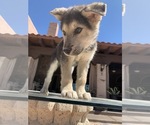 Small Photo #2 Siberian Husky-Wolf Hybrid Mix Puppy For Sale in NOGALES, AZ, USA