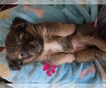 Small #17 Maltipom