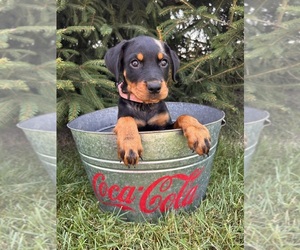 Rottweiler Puppy for sale in MIDDLEBURY, IN, USA
