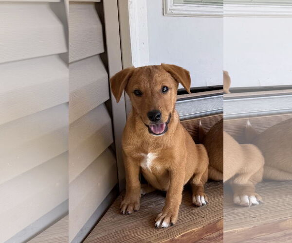 Medium Photo #1 Mutt Puppy For Sale in Hillsboro, MO, USA