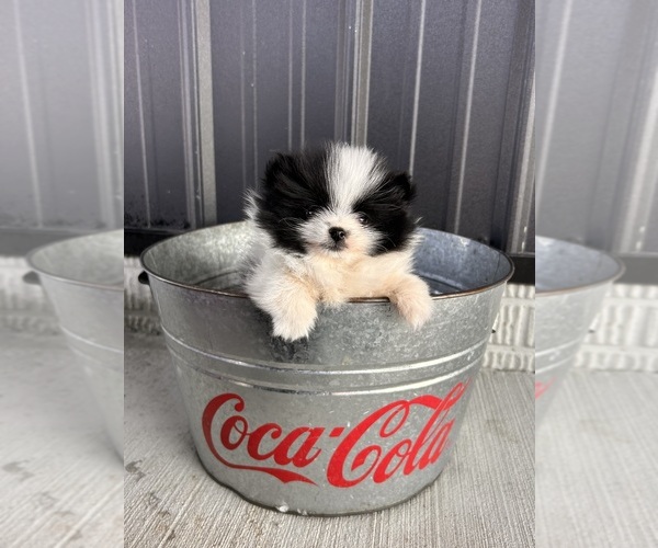 Medium Photo #4 Pomeranian Puppy For Sale in MIDDLEBURY, IN, USA