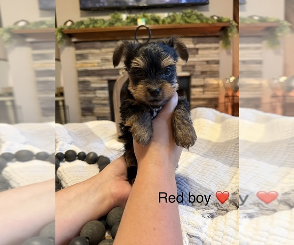 Medium Photo #2 Yorkipoo Puppy For Sale in FOREST CITY, NC, USA