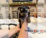 Small #1 Yorkipoo