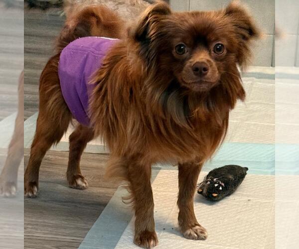 Medium Photo #4 Chihuahua Puppy For Sale in Atlanta, GA, USA