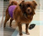 Small #3 Chihuahua