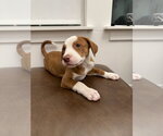 Small #1 Boxador