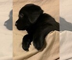Small Photo #9 Labrador Retriever Puppy For Sale in PUEBLO, CO, USA